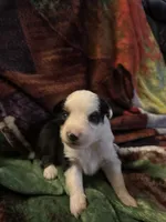 Clover, a male Miniature Australian Shepherd for sale in Rensselaer, IN – 1 of 2