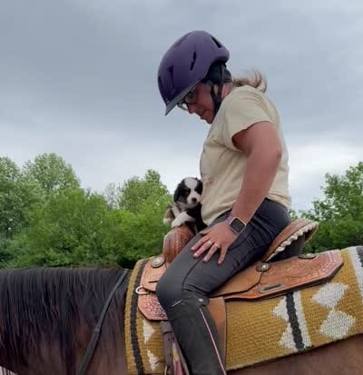 Daisy, a female Miniature Australian Shepherd for sale in Rensselaer, IN – 4 of 4