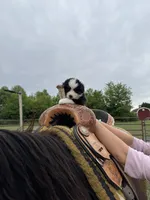 Daisy, a female Miniature Australian Shepherd for sale in Rensselaer, IN – 3 of 4