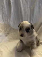 Violet, a female Miniature Australian Shepherd for sale in Rensselaer, IN – 2 of 2
