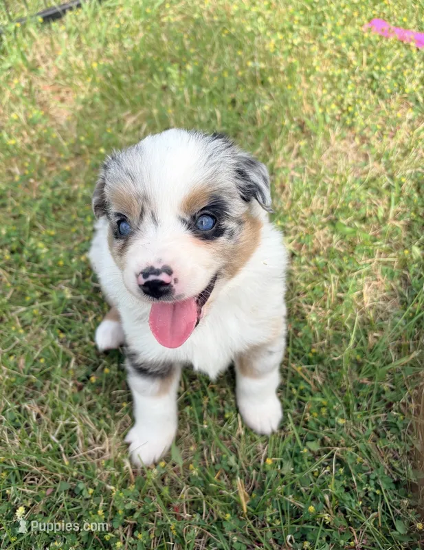Violet – Miniature Australian Shepherd puppy for sale in Rensselaer, IN