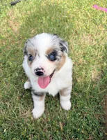 Violet, a female Miniature Australian Shepherd for sale in Rensselaer, IN – 1 of 2