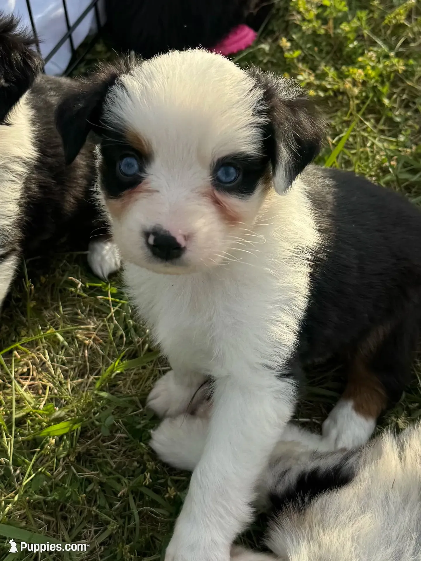 Clover, a male Miniature Australian Shepherd for sale in Rensselaer, IN – 2 of 2