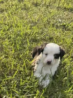 Cotton, a male Miniature Australian Shepherd for sale in Rensselaer, IN – 2 of 2