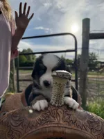 Daisy, a female Miniature Australian Shepherd for sale in Rensselaer, IN – 2 of 4