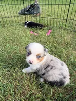 Jasper , a male Miniature Australian Shepherd for sale in Rensselaer, IN – 2 of 2