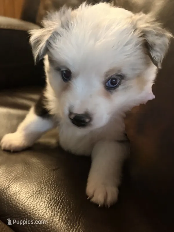 Ivy – Miniature Australian Shepherd puppy for sale in Rensselaer, IN