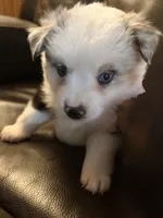 Ivy, a female Miniature Australian Shepherd for sale in Rensselaer, IN – 1 of 2