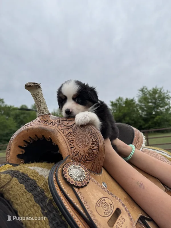 Daisy – Miniature Australian Shepherd puppy for sale in Rensselaer, IN