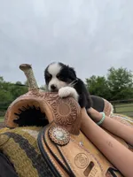 Daisy, a female Miniature Australian Shepherd for sale in Rensselaer, IN – 1 of 4
