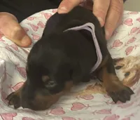 Lilac Collar, a female Doberman Pinscher for sale in Jacks Creek, TN – 2 of 3