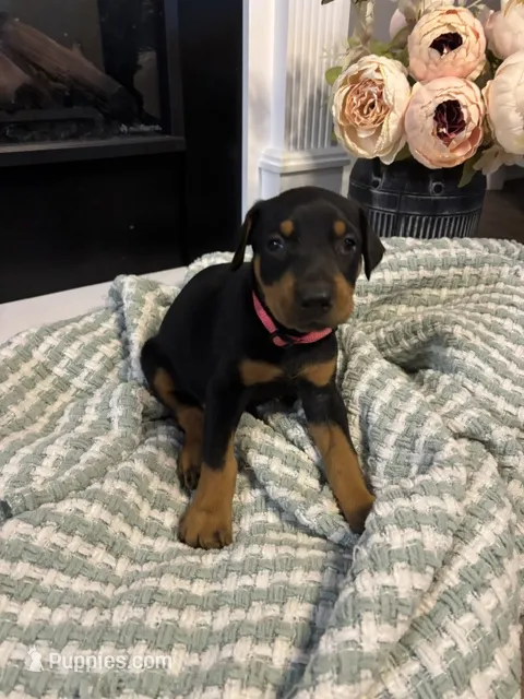 Pink Collar – Doberman Pinscher puppy for sale in Jacks Creek, TN