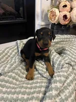 Pink Collar, a female Doberman Pinscher for sale in Jacks Creek, TN – 1 of 5