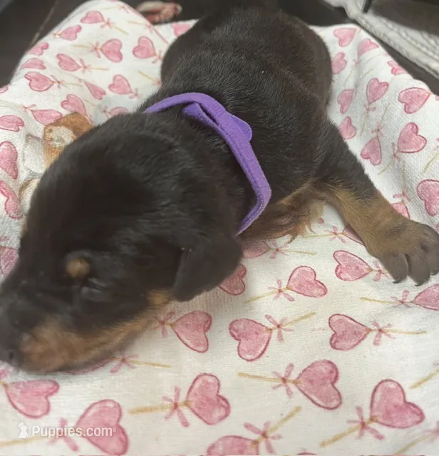 Purple Collar – Doberman Pinscher puppy for sale in Jacks Creek, TN
