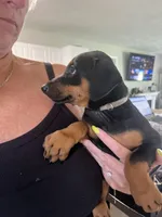 Light gray collar, a female Doberman Pinscher for sale in Jacks Creek, TN – 2 of 2