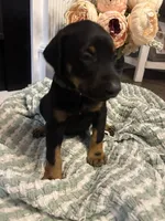 Dark Green Collar, a female Doberman Pinscher for sale in Jacks Creek, TN – 4 of 5
