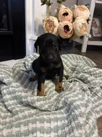 Dark Green Collar, a female Doberman Pinscher for sale in Jacks Creek, TN – 5 of 5