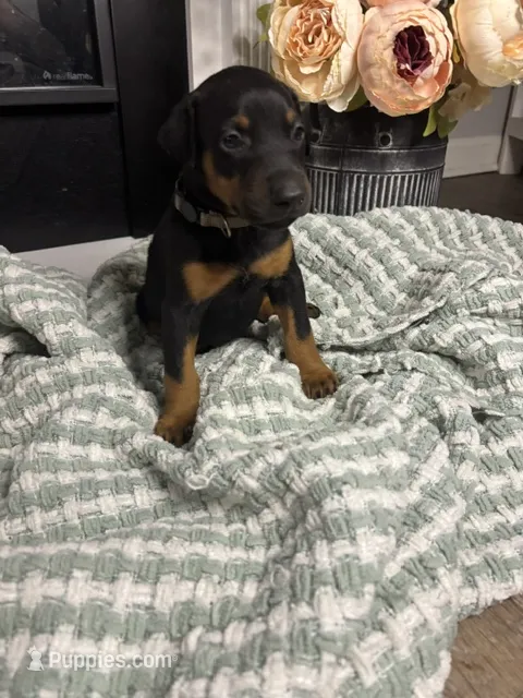 Light Gray Collar – Doberman Pinscher puppy for sale in Jacks Creek, TN