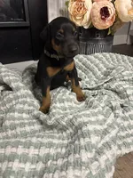 Light Gray Collar, a female Doberman Pinscher for sale in Jacks Creek, TN – 1 of 7