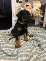 Lime Green Collar, a female Doberman Pinscher for sale in Jacks Creek, TN – 3 of 5