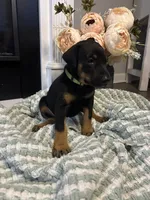 Lime Green Collar, a female Doberman Pinscher for sale in Jacks Creek, TN – 5 of 5