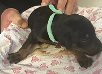 Aqua Collar, a female Doberman Pinscher for sale in Jacks Creek, TN – 2 of 2