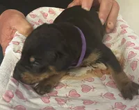 Purple Collar, a male Doberman Pinscher for sale in Jacks Creek, TN – 2 of 3