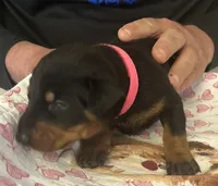 Pink Collar, a female Doberman Pinscher for sale in Jacks Creek, TN – 2 of 2