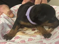Lilac Collar, a female Doberman Pinscher for sale in Jacks Creek, TN – 3 of 3
