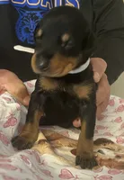 White Collar, a female Doberman Pinscher for sale in Jacks Creek, TN – 1 of 2