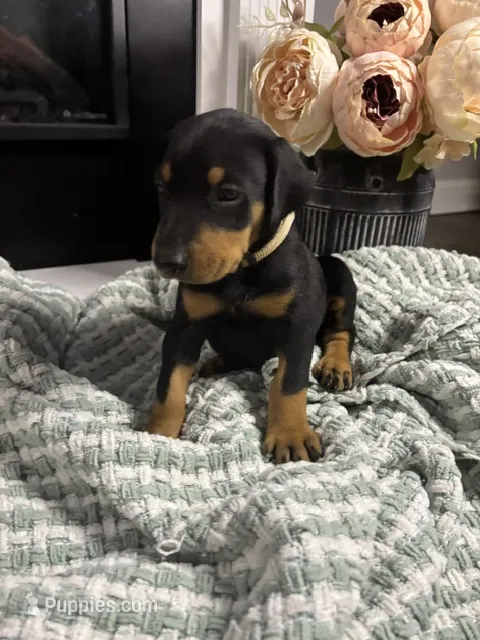 White Collar – Doberman Pinscher puppy for sale in Jacks Creek, TN