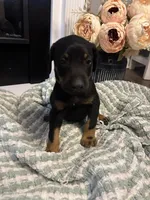 Dark Green Collar, a female Doberman Pinscher for sale in Jacks Creek, TN – 2 of 5