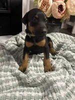 Light Gray Collar, a female Doberman Pinscher for sale in Jacks Creek, TN – 6 of 7