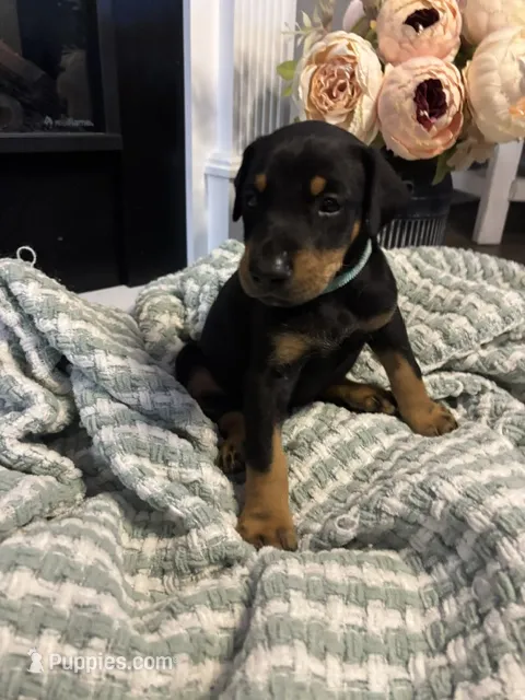 Light Blue Collar – Doberman Pinscher puppy for sale in Jacks Creek, TN