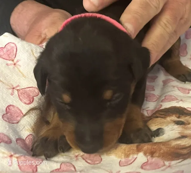 Pink Collar – Doberman Pinscher puppy for sale in Jacks Creek, TN