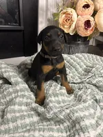 Light Gray Collar, a female Doberman Pinscher for sale in Jacks Creek, TN – 3 of 7