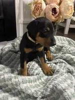 Light Gray Collar, a female Doberman Pinscher for sale in Jacks Creek, TN – 2 of 7