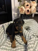 Pink Collar, a female Doberman Pinscher for sale in Jacks Creek, TN – 3 of 5