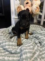 Lime Green Collar, a female Doberman Pinscher for sale in Jacks Creek, TN – 1 of 5