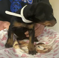 White Collar, a female Doberman Pinscher for sale in Jacks Creek, TN – 2 of 2