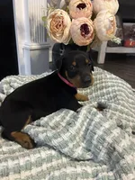Pink Collar, a female Doberman Pinscher for sale in Jacks Creek, TN – 4 of 5