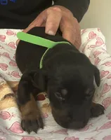 Green Collar, a female Doberman Pinscher for sale in Jacks Creek, TN – 2 of 2