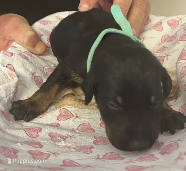 Aqua Collar – Doberman Pinscher puppy for sale in Jacks Creek, TN