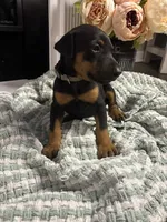 Light Gray Collar, a female Doberman Pinscher for sale in Jacks Creek, TN – 7 of 7