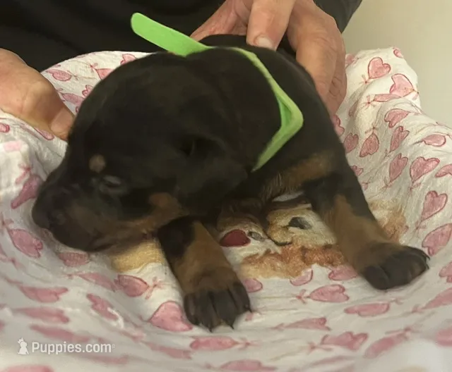 Green Collar – Doberman Pinscher puppy for sale in Jacks Creek, TN
