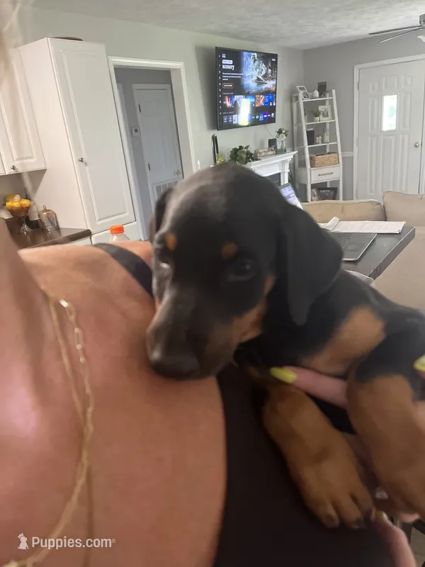 Light gray collar – Doberman Pinscher puppy for sale in Jacks Creek, TN