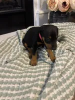 Pink Collar, a female Doberman Pinscher for sale in Jacks Creek, TN – 2 of 5
