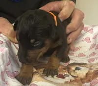 Orange Collar, a male Doberman Pinscher for sale in Jacks Creek, TN – 2 of 2