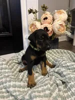 Lime Green Collar, a female Doberman Pinscher for sale in Jacks Creek, TN – 4 of 5