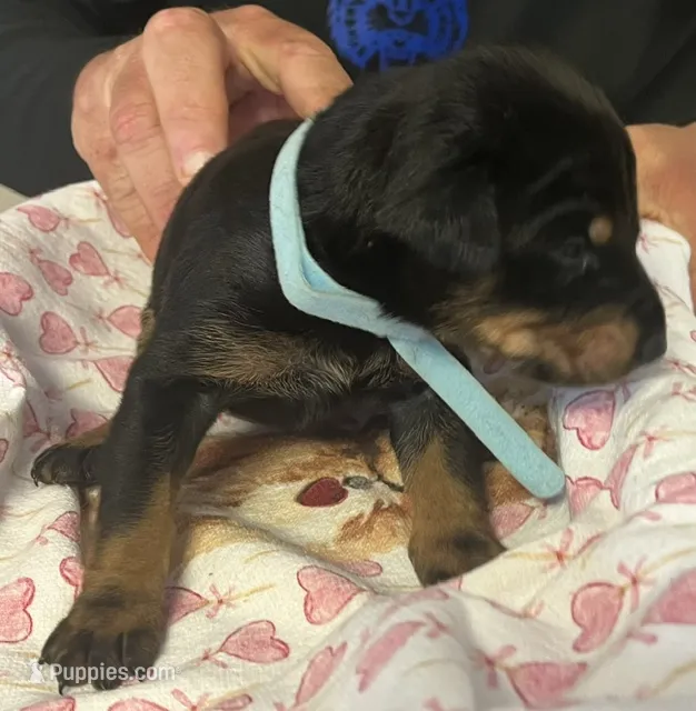 Light Blue Collar – Doberman Pinscher puppy for sale in Jacks Creek, TN